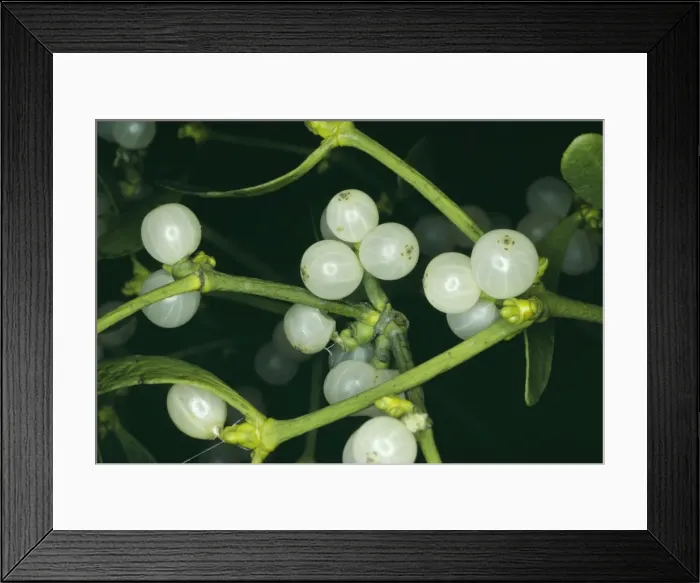 Framed Print : Mistletoe - with berries Framed Print : Mistletoe - with berries