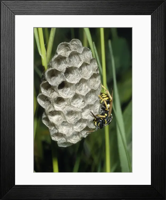 Framed Print : Paper Wasp Framed Print : Paper Wasp