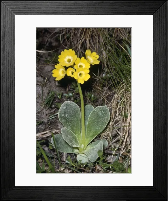 Framed Print : Bears Ear Australia Framed Print : Bears Ear Australia