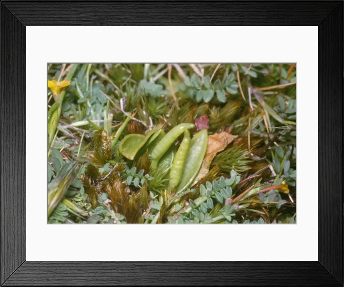 Framed Print : Small Adders Tongue Fern St. Agnes Scilly Framed Print : Small Adders Tongue Fern St. Agnes Scilly