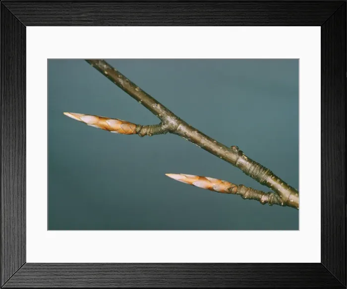 Framed Print : Beech JLM 1613 Buds Fagus sylvatica © John Mason / ARDEA LONDON Framed Print : Beech JLM 1613 Buds Fagus sylvatica © John Mason / ARDEA LONDON