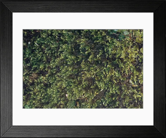 Framed Print : Moss. JLM-1722a. MOSS. Hypnum cupressiforme Framed Print : Moss. JLM-1722a. MOSS. Hypnum cupressiforme