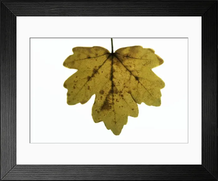 Framed Print : Field Maple Leaf - in autumn Framed Print : Field Maple Leaf - in autumn