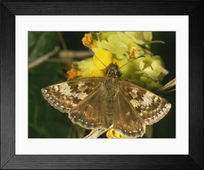 Framed Print : Dingy Skipper Butterfly Framed Print : Dingy Skipper Butterfly