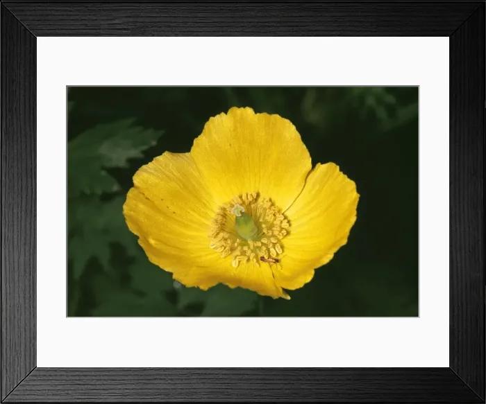 Framed Print : Welsh Poppy JLM 2188 Meconopsis © J. L. Mason / ARDEA LONDON Framed Print : Welsh Poppy JLM 2188 Meconopsis © J. L. Mason / ARDEA LONDON