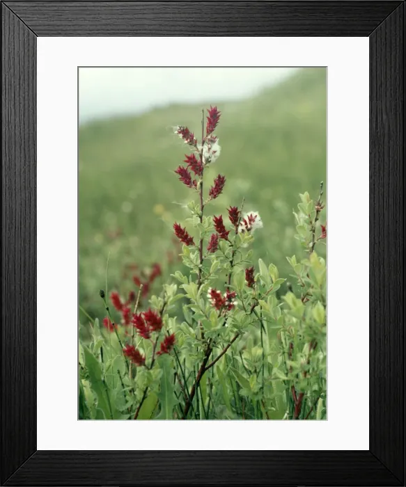 Framed Print : Creeping Willow Framed Print : Creeping Willow