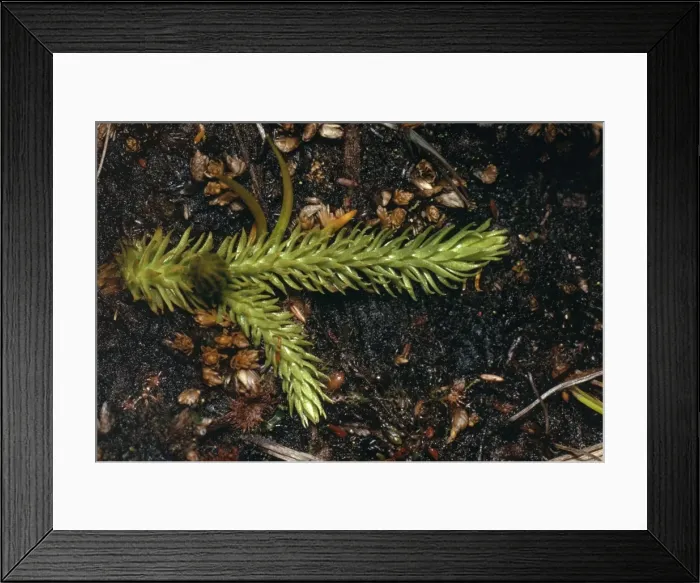 Framed Print : Marsh Club Moss Framed Print : Marsh Club Moss