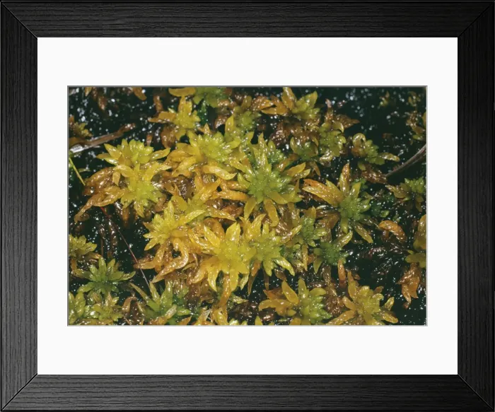 Framed Print : Bog Moss. JLM-2507. BOG MOSS. Sphagnum sp. Framed Print : Bog Moss. JLM-2507. BOG MOSS. Sphagnum sp.