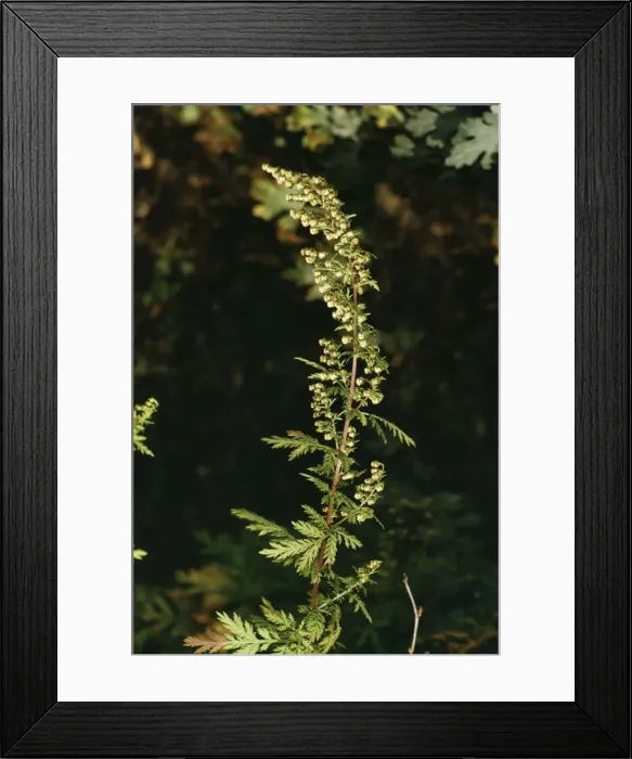 Framed Print : Annual / Sweet Wormwood Source of antimalarial compound Framed Print : Annual / Sweet Wormwood Source of antimalarial compound