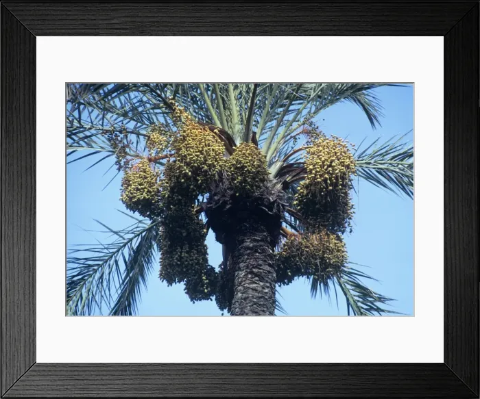 Framed Print : Date Palm. JLM-3135. Date Palm. Phoenix dactylifera Framed Print : Date Palm. JLM-3135. Date Palm. Phoenix dactylifera
