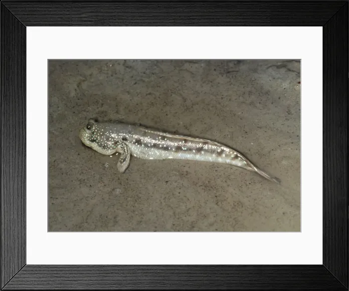 Framed Print : Mud Skipper Framed Print : Mud Skipper