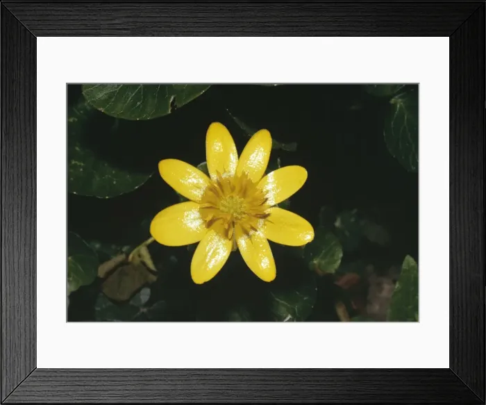 Framed Print : Lesser Celandine Framed Print : Lesser Celandine