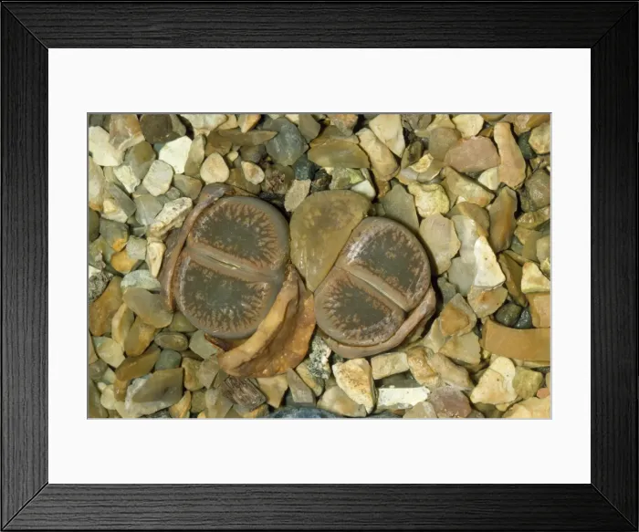 Framed Print : Living Stones Framed Print : Living Stones