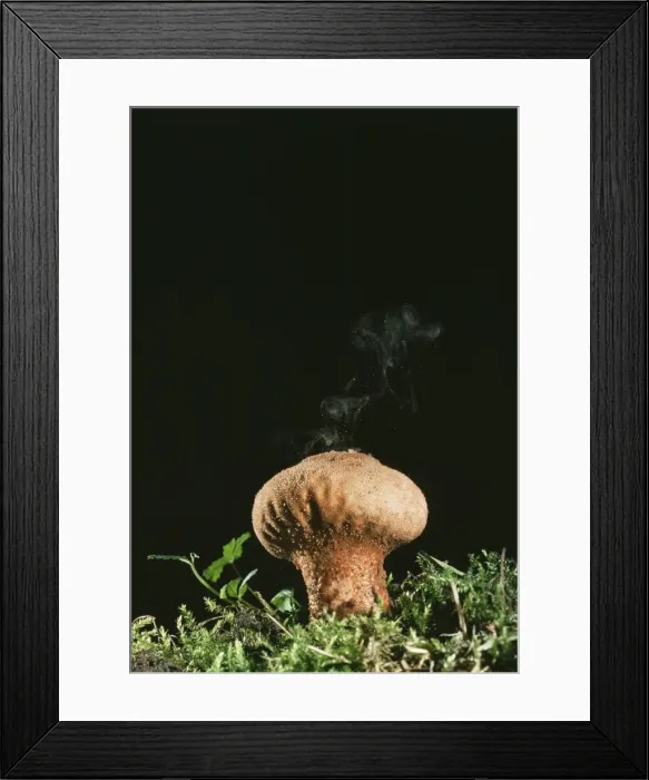 Framed Print : Puff Ball. JLM-4612. PUFFBALL FUNGUS. Lycoperdon perlatum Framed Print : Puff Ball. JLM-4612. PUFFBALL FUNGUS. Lycoperdon perlatum