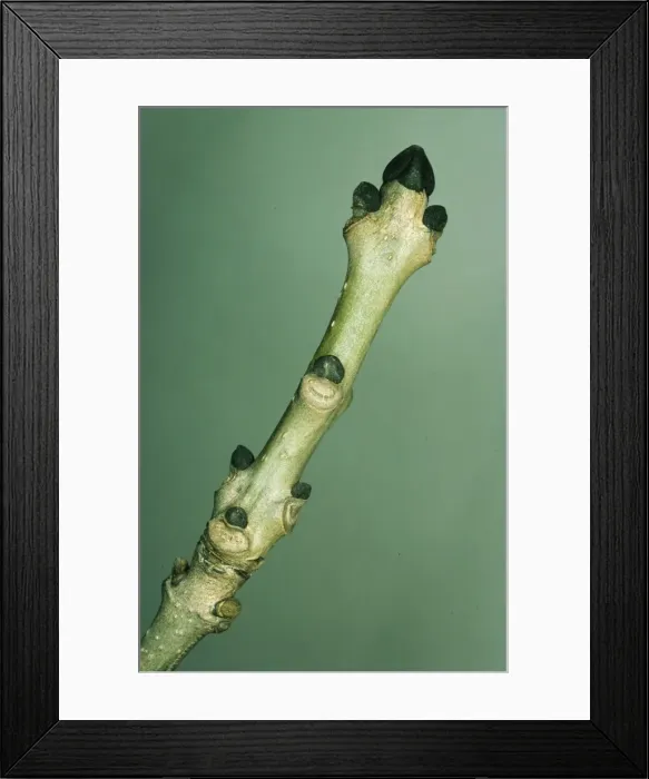 Framed Print : Ash JLM 5327 Bud Fraxinus excelsior © John Mason / ARDEA LONDON Framed Print : Ash JLM 5327 Bud Fraxinus excelsior © John Mason / ARDEA LONDON