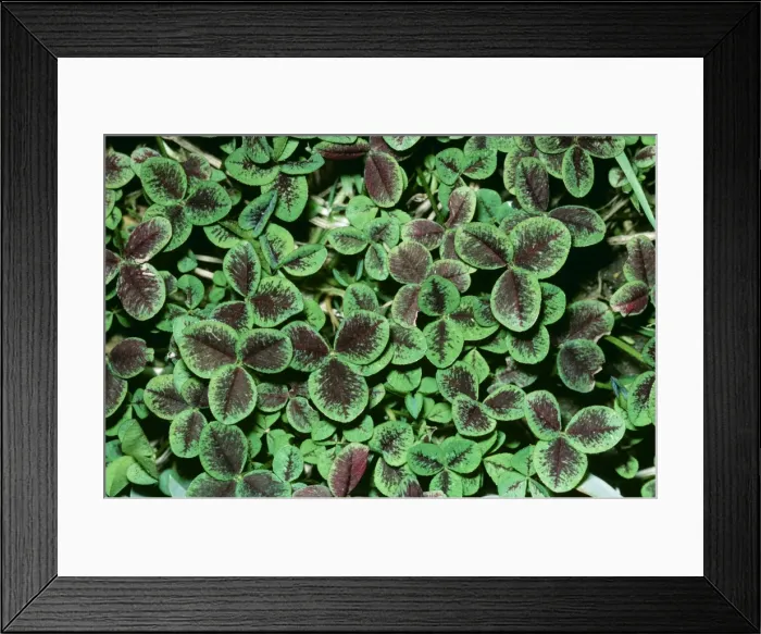 Framed Print : White Clover JLM 4919 Trifolium repens atropurpurea © John Mason / ARDEA LONDON Framed Print : White Clover JLM 4919 Trifolium repens atropurpurea © John Mason / ARDEA LONDON