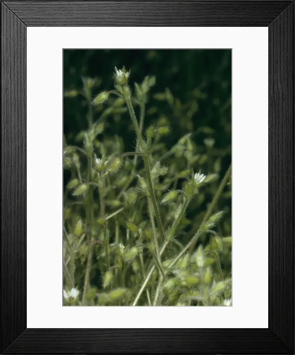 Framed Print : Shaggy Mouse Ear Chickweed
