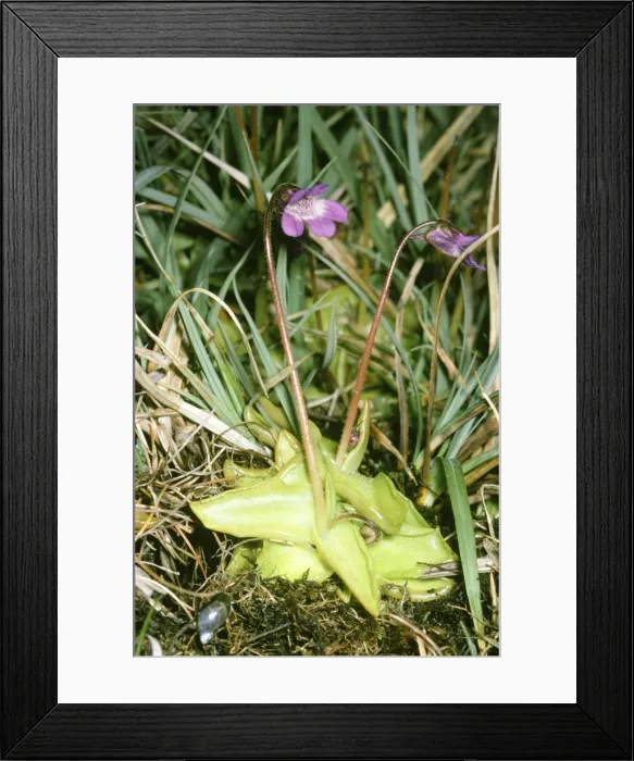 Framed Print : Butterwort Framed Print : Butterwort