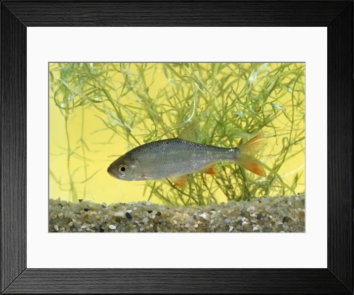 Framed Print : Rudd Fish. JLM-4369. RUDD FISH. Scardinius erythrophthalmus