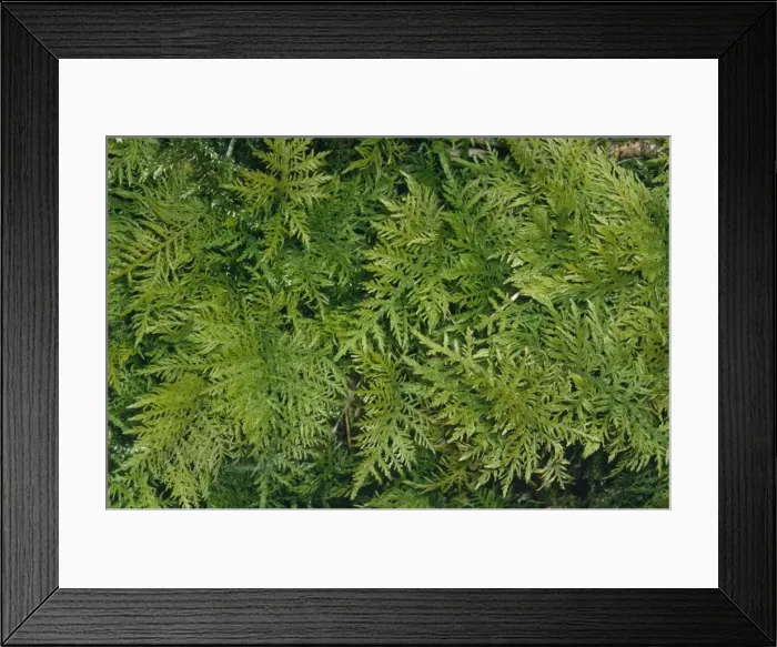 Framed Print : Tamarist Leaved Feather Moss Framed Print : Tamarist Leaved Feather Moss