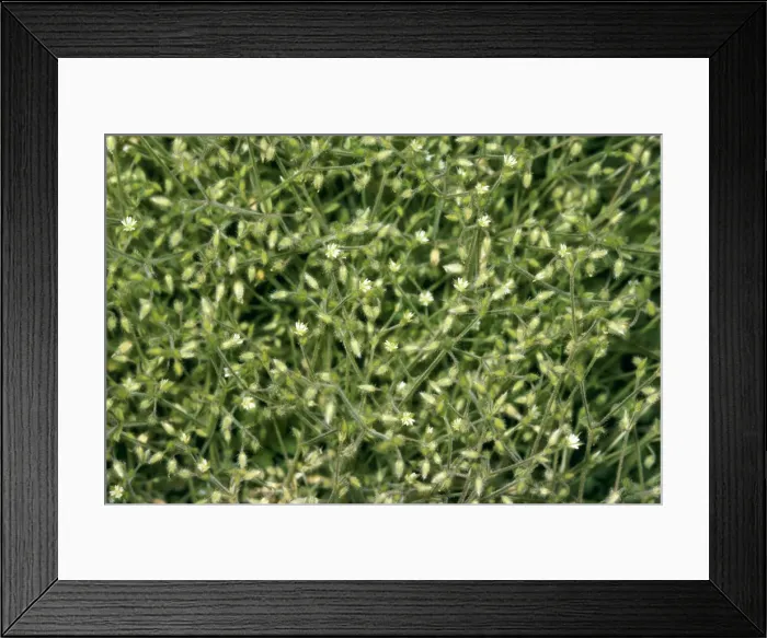 Framed Print : Shaggy Mouse Ear Chickweed Framed Print : Shaggy Mouse Ear Chickweed