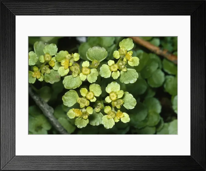 Framed Print : Golden Saxifrage Opposite leaved Framed Print : Golden Saxifrage Opposite leaved