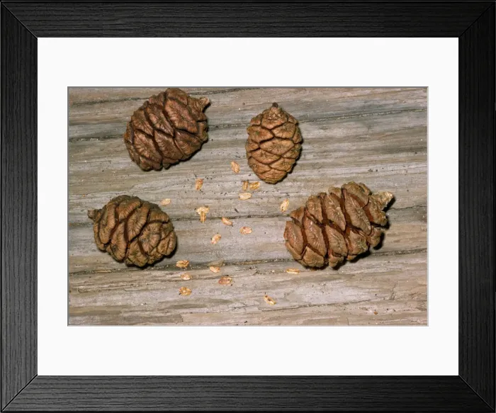 Framed Print : Giant Sequoia Tree - cones & seeds Framed Print : Giant Sequoia Tree - cones & seeds