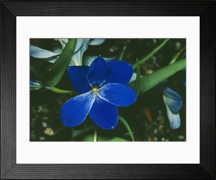 Framed Print : Tecophilaea Cyanocrosus JLM 4851 © John Mason / ARDEA LONDON Framed Print : Tecophilaea Cyanocrosus JLM 4851 © John Mason / ARDEA LONDON