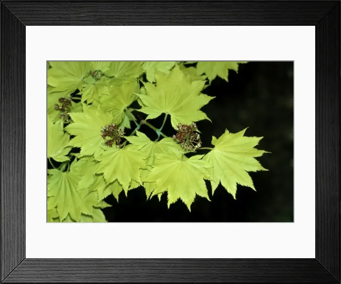 Framed Print : Japanese Maple Framed Print : Japanese Maple