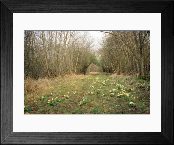 Framed Print : Woodland Ride Caster Hanglands Nature Reserve, UK Framed Print : Woodland Ride Caster Hanglands Nature Reserve, UK