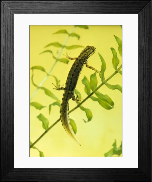Framed Print : Smooth Newt - male Framed Print : Smooth Newt - male