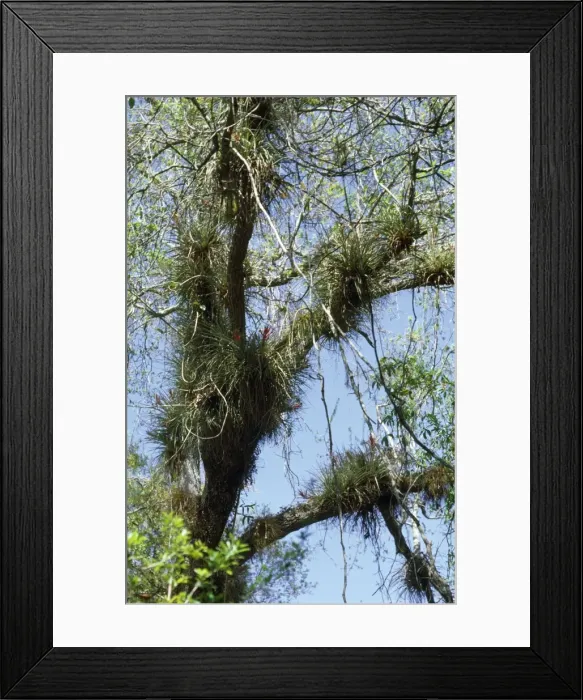 Framed Print : Epiphytic Bromeliads & lianas Framed Print : Epiphytic Bromeliads & lianas