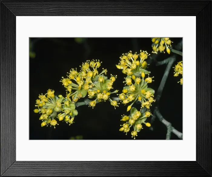 Framed Print : Cornelian Cherry Framed Print : Cornelian Cherry