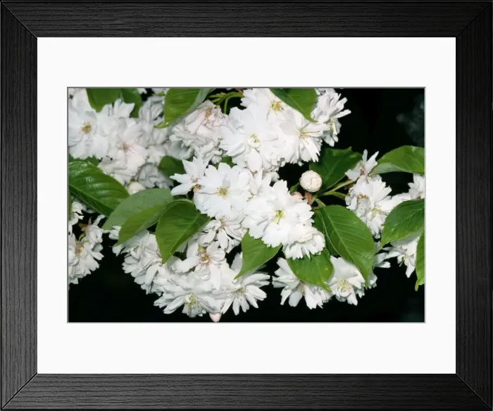 Framed Print : Cherry Tree - flowering Framed Print : Cherry Tree - flowering