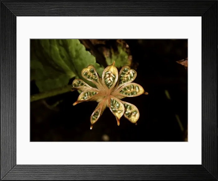 Framed Print : Marsh Marigold / Kingcup Framed Print : Marsh Marigold / Kingcup