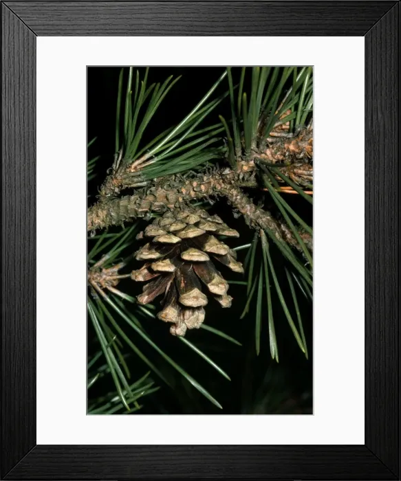 Framed Print : Japanese Black Pine - close-up of cone & needles Framed Print : Japanese Black Pine - close-up of cone & needles
