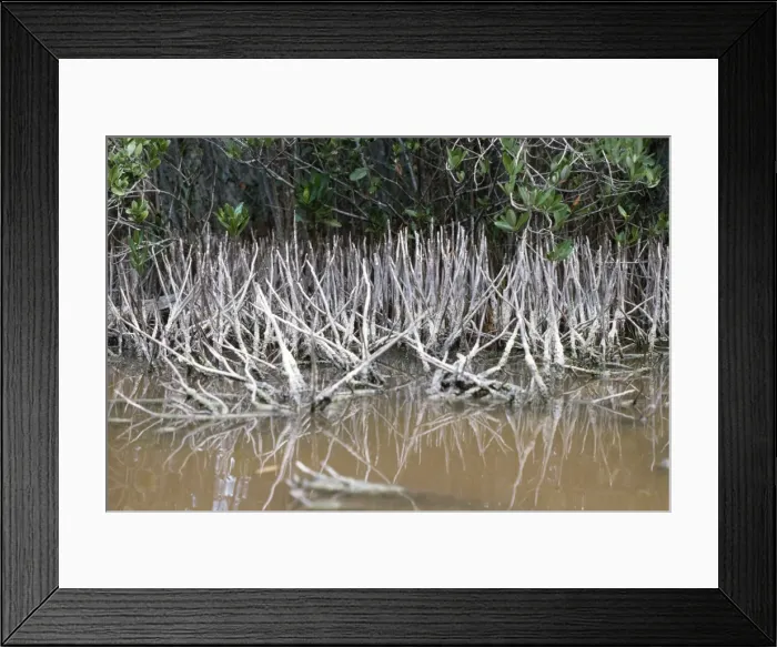 Framed Print : Black Mangrove - aerial roots Framed Print : Black Mangrove - aerial roots