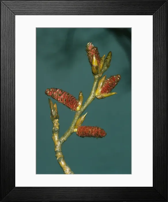 Framed Print : Black Poplar Framed Print : Black Poplar