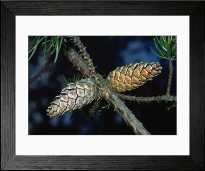 Framed Print : Jack Pine. JLM-4879. JACK PINE - Close-up x two cones Framed Print : Jack Pine. JLM-4879. JACK PINE - Close-up x two cones