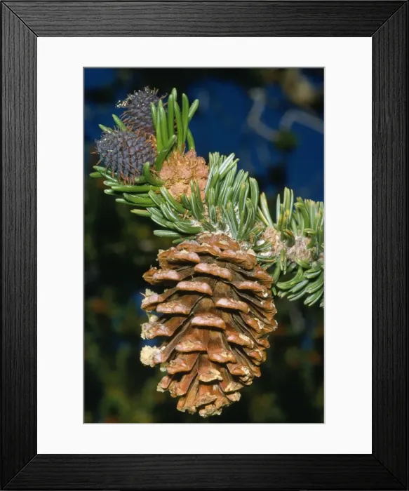 Framed Print : Bristlecone Pine Framed Print : Bristlecone Pine