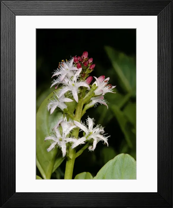 Framed Print : Bogbean. JLM-5074. BOGBEAN / BUCKBEAN - Bog plant, single stem in flower Framed Print : Bogbean. JLM-5074. BOGBEAN / BUCKBEAN - Bog plant, single stem in flower