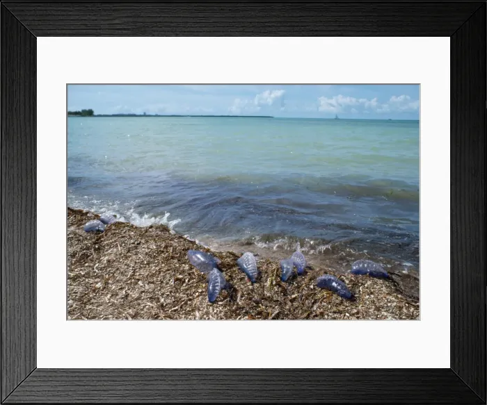 Framed Print : Portuguese Man-o'-War Jellyfish - stranded on shore Framed Print : Portuguese Man-o'-War Jellyfish - stranded on shore