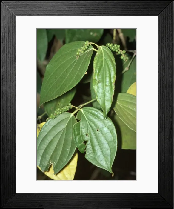 Framed Print : Peppercorn Plant Framed Print : Peppercorn Plant