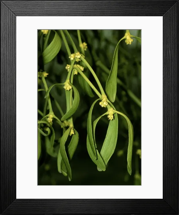 Framed Print : Mistletoe - in flower Framed Print : Mistletoe - in flower