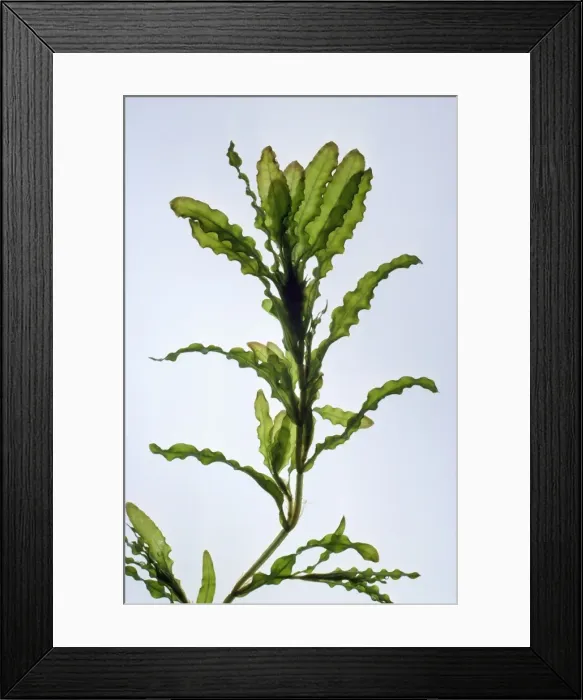 Framed Print : Curly pondweed Framed Print : Curly pondweed