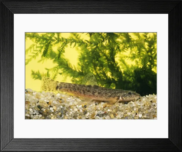 Framed Print : Stone Loach Framed Print : Stone Loach