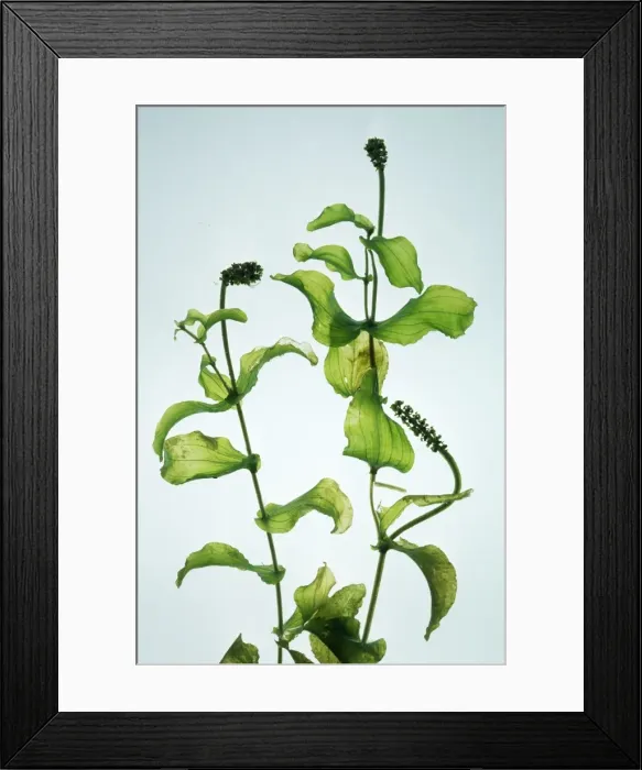 Framed Print : Perfoliate Pondweed Framed Print : Perfoliate Pondweed