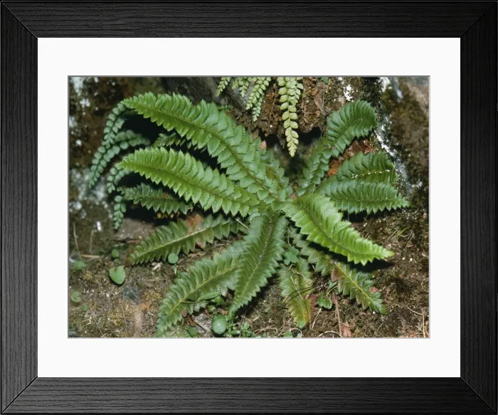 Framed Print : Holly Fern - rare in UK, status vulnerable Framed Print : Holly Fern - rare in UK, status vulnerable
