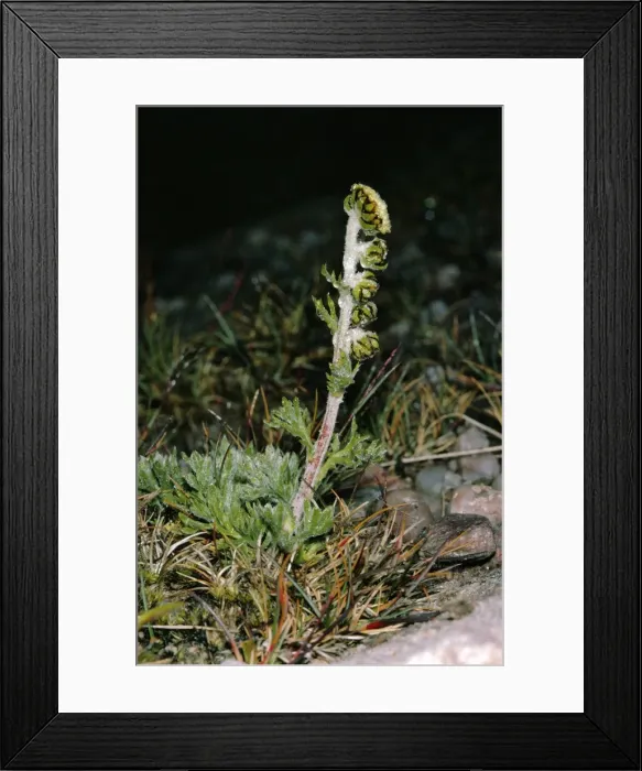 Framed Print : Scottish Wormwood Framed Print : Scottish Wormwood