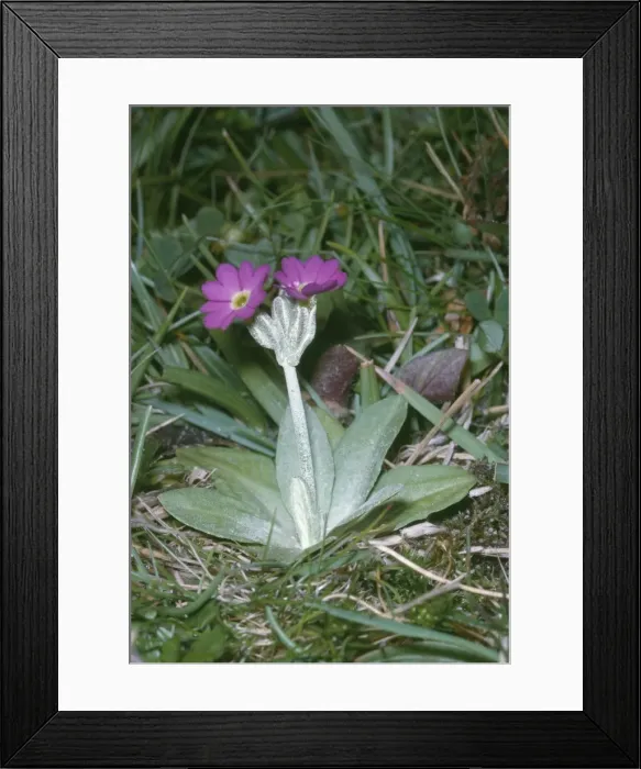 Framed Print : Scottish Primrose Framed Print : Scottish Primrose